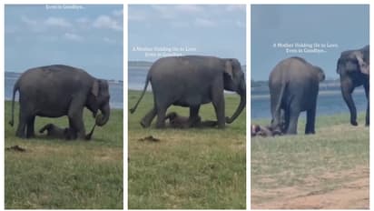 mother elephant dragging the dead calf