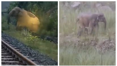 train was stopped for two hours for an elephant to give birth