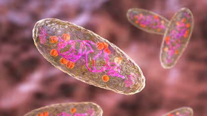 Plague bacteria Yersinia pestis