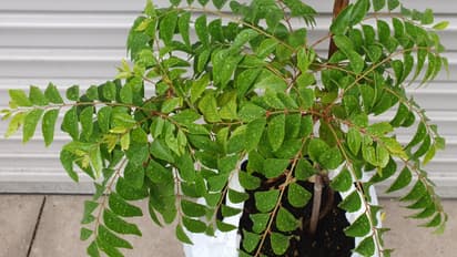 Curry Leaves