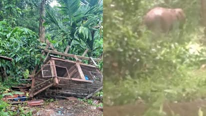 elephant attack nadavayal