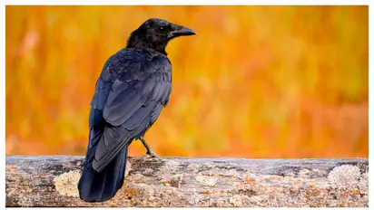 Crow