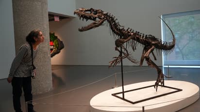 Rare juvenile Ceratosaurus skeleton