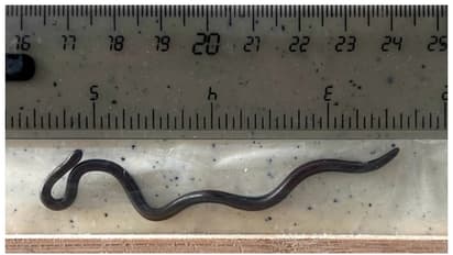 Barbados threadsnake