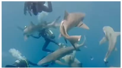 Shark Attack on diving team in florida 