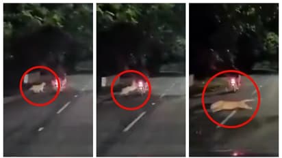 bike riders astonishingly escaping an attack by leopard