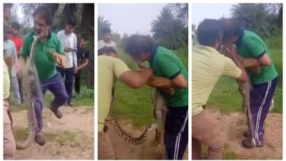 Giant Python Bites Man's Cheek