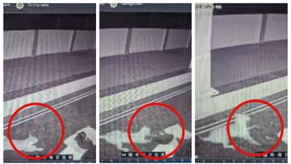 CCTV footage of a tiger running away after biting the dog