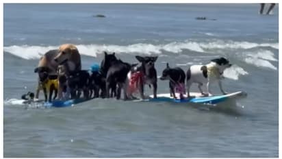 More than ten dogs surfing on a single surfboard