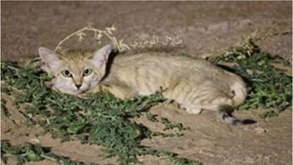 sand cats spotted