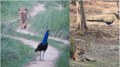 National Animal Tiger and Bird peacock
