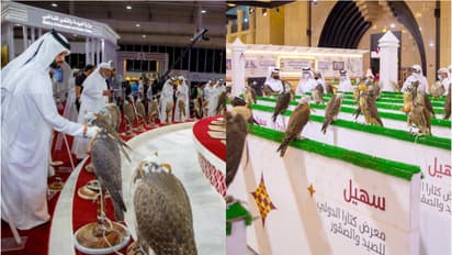 suhail hunting falcons exhibition