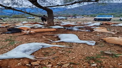 72  goats died after being struck by lightning 