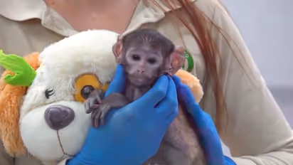 Mexico's Baby Monkey Finds Comfort in Teddy Bear