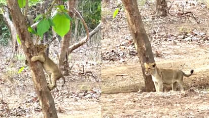 Watch: Lion Cub's Tree-Climbing Adventure In Gir Goes Viral Online