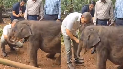 Heartwarming Viral Video: Once-Abandoned Elephant Calf Now Flourishes In Kerala, Wins Hearts Online (WATCH)
