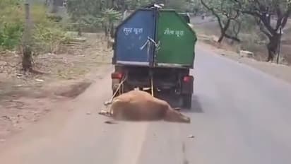 Watch: Garbage Vehicle Seen Dragging Dead Cow By 1 Km Through MP Village, Viral Video Sparks Anger