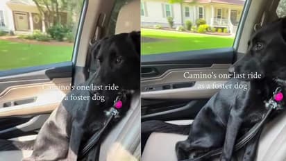 'The Hardest Goodbye': Pup's Final Ride With Foster Mom Goes Viral, Leaves Internet In Tears (WATCH Video)