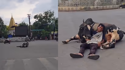 Viral Video: Man Sleeps Peacefully on Bull’s Belly Amid Traffic, Leaves Internet Baffled (WATCH)