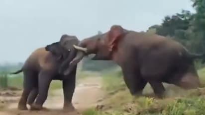 Watch: Two Giant Tuskers Fight It Out Near a Bengal River in Breathtaking Viral Video