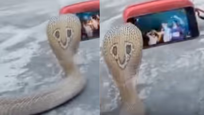 WHAT! Cobra Spotted Watching Bhojpuri Songs on Smartphone; Netizens Joke, 'He's Remembering His Past Life'
