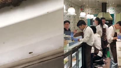 WATCH: Cockroach Spotted Near Brownies at Delhi’s Big Chill Cafe, Viral Video Sparks Outrage