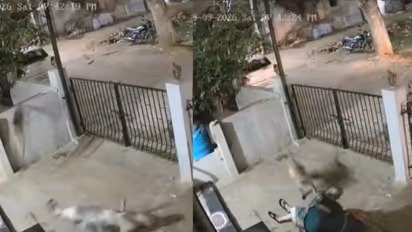 Karnataka Woman, 91, Dies After Monkey Attack Outside Home; Viral CCTV Video Surfaces | WATCH