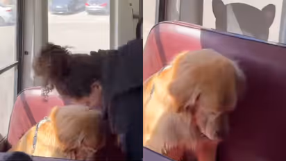 Golden Retriever Doesn’t Want Bus Ride to End, Wins Hearts With His Innocent Antics — VIRAL VIDEO