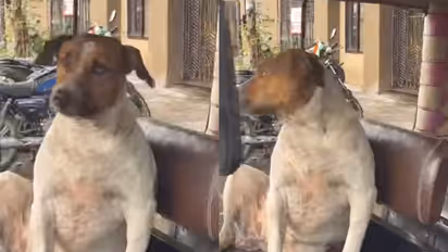 Woman ‘Rejected’ for Auto Ride by Dog Sitting in Driver’s Seat; Hilarious Video Leaves Netizens in Splits
