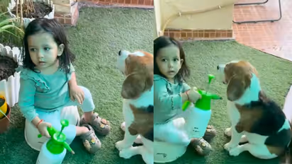 Little Girl Waters Her Beagle, Hoping He’ll Grow Bigger; Innocent Act Goes Viral — WATCH