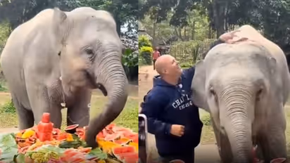 Elephant Gets a Giant Fruit Buffet for Her Birthday, Viral Video Wins Hearts | WATCH