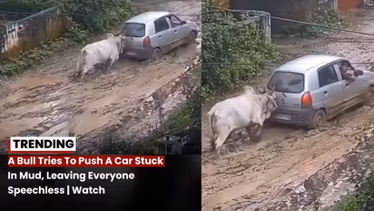 Bull Tries to Push Car Stuck in Mud? Viral Video Leaves Internet Amazed (WATCH)