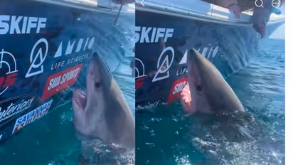 Great White Shark Lunges At Woman After She Reaches Out To Pet It; Viral Video Is Terrifying (WATCH)