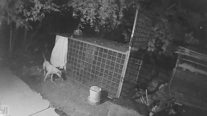 Dog trapped in leopard cage