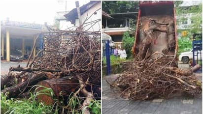 Wood dumped in PWD office
