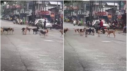 Stray dog in palakkad