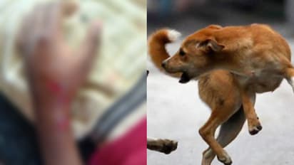 Stray dog attack