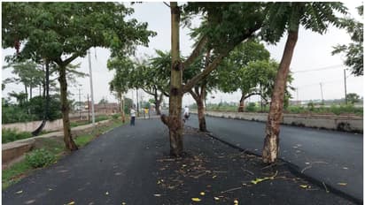 trees in middle of road