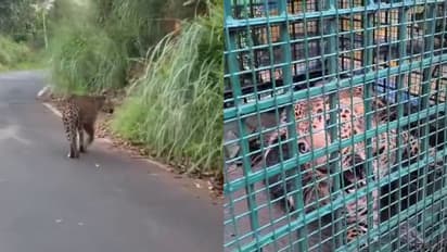 leopard trapped by forest department