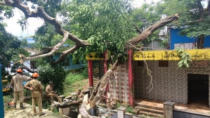 Tree fell on school building