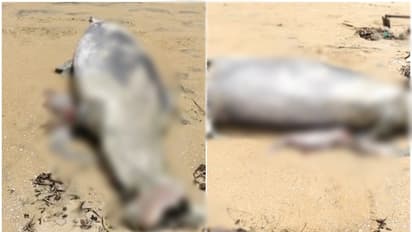 dolphin dead body