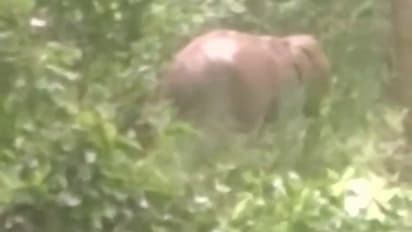 Wayanad kullan elephant