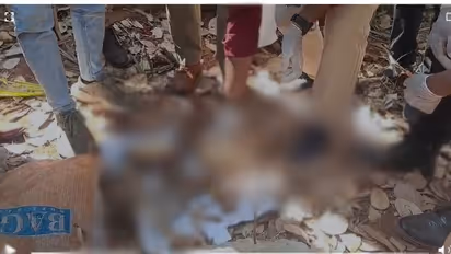 Two skulls and bones