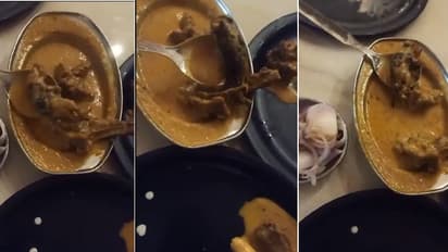 dead rat found in chicken curry in ludhiana 
