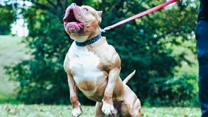 Chandigarh Bulldog Bite Case