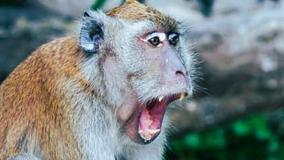 terror of the monkeys in Mathura Vrindavan