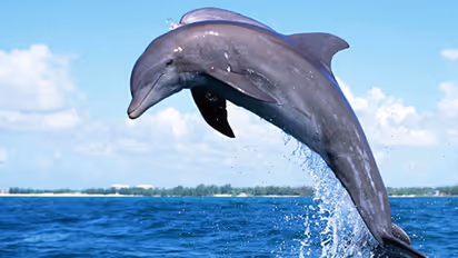 dolphins in uttar pradesh