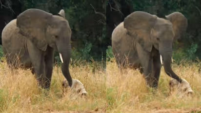 Elephant Mourns Dead Companion in Kruger National Park