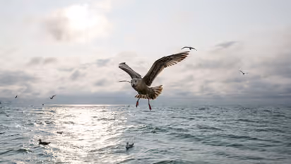seabirds death