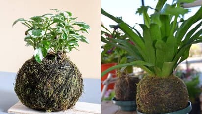Kokedama